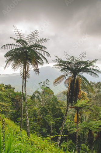 Cairns scenery