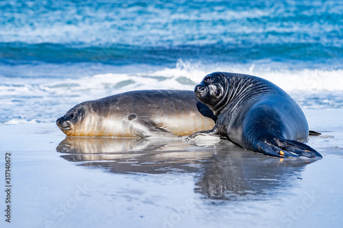                                                                 SeaLion Island