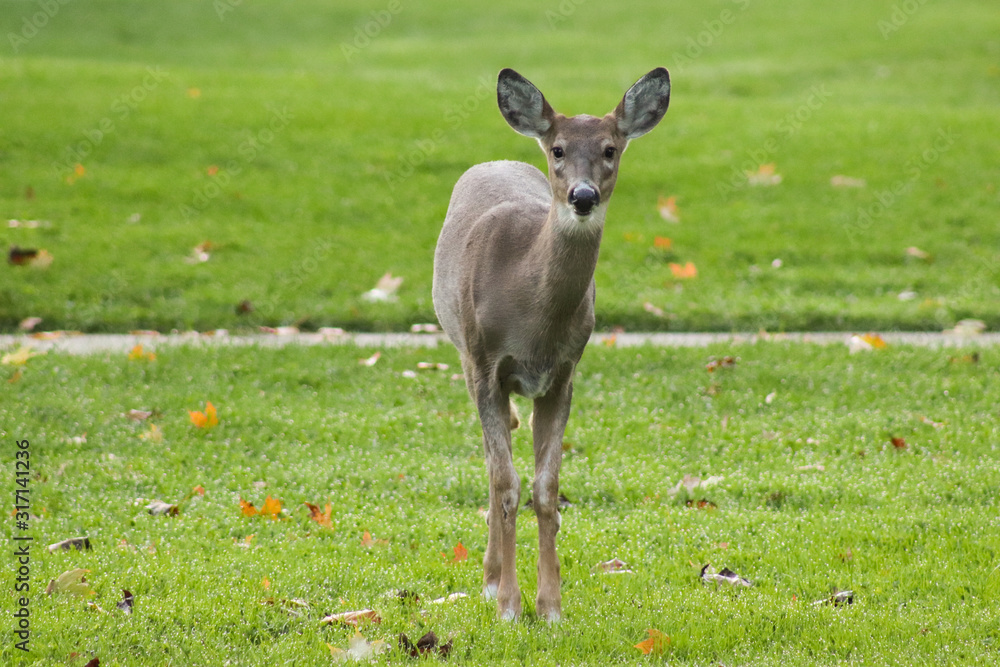 Fototapeta premium Curious Young Deer