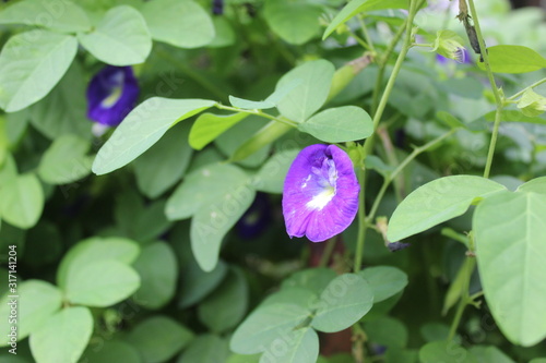 Beautiful blue flower in Indonesia