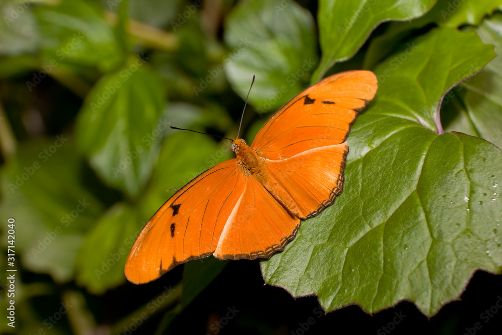 Julia Longwing Butterfly (Dryas iulia) resting on green foliage Julia Longwing Butterfly (Dryas iulia) resting on green foliage