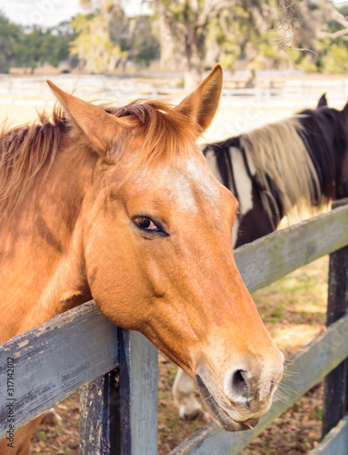 Brown horse peaks its head over the fence.