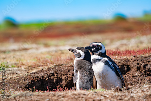 ペンギン シーライオン島 フォークランド諸島 SeaLion Island