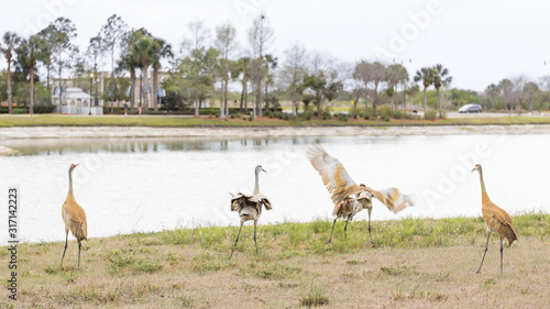 Fototapeta Naklejka Na Ścianę i Meble -  Sandhill Cranes put forth a show of dominance by the lake.