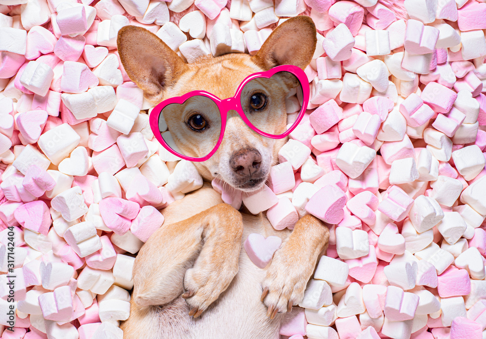 valentines wedding dog in love wit rose - obrazy, fototapety, plakaty 