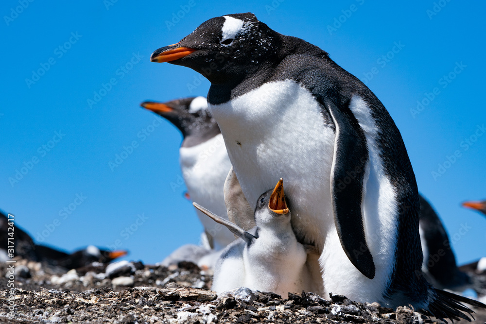 Naklejka premium ペンギン シーライオン島 フォークランド諸島 SeaLion Island