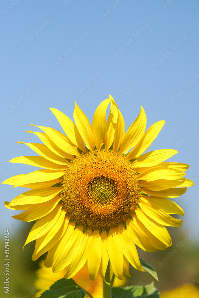 Big and perfect sunflower looks very beautiful on a bright sky day. Big and perfect sunflower looks very beautiful on a bright sky day.