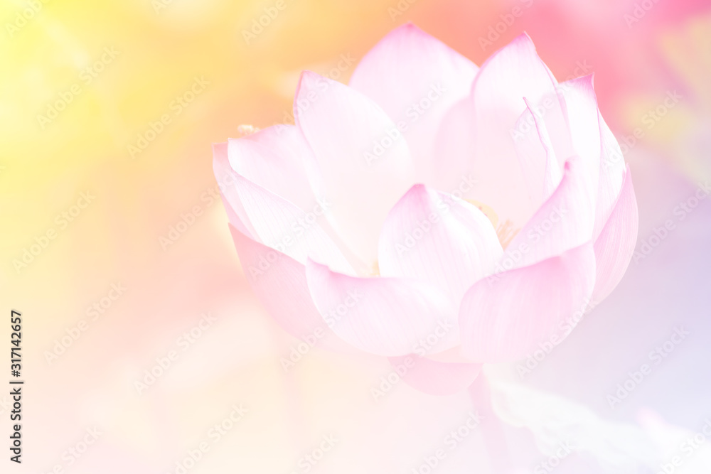 Pink lotus background image select focus