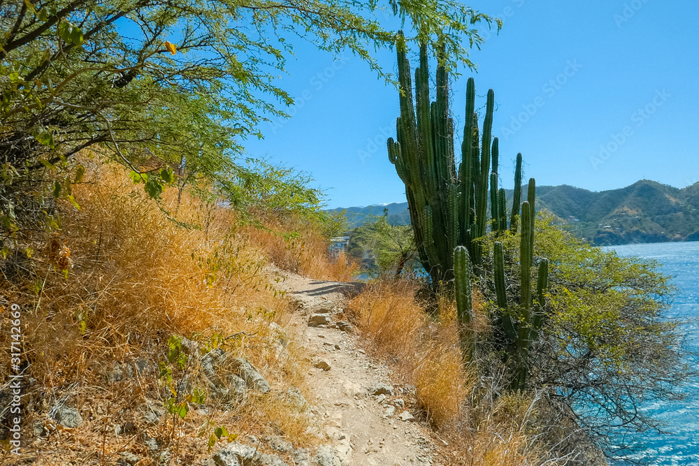 Desert cactus trail, tropical dry forest Desert cactus trail, tropical dry forest