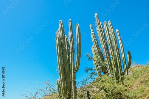 Cactus trail (cactus) and blue sky. Tropical dry forest landscape, adventure walking, biking and off-road travel. Desert with cactus.