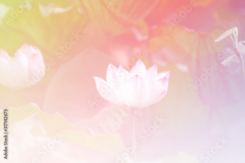 Pink lotus background image select focus