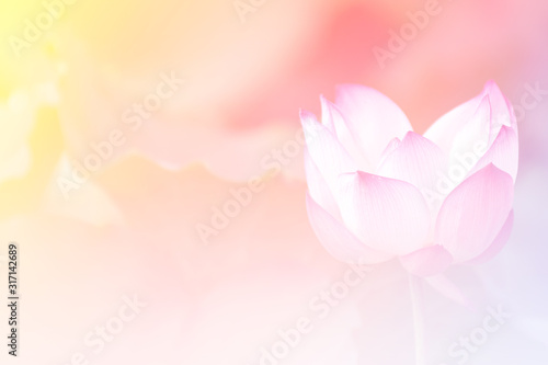 Pink lotus background image select focus