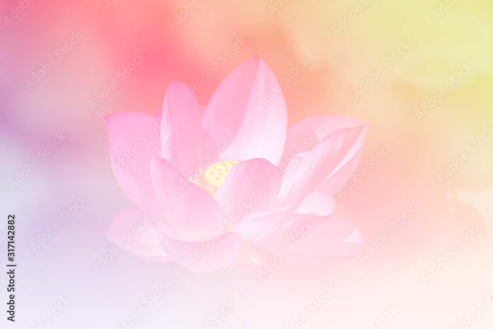 Pink lotus background image select focus Pink lotus background image select focus