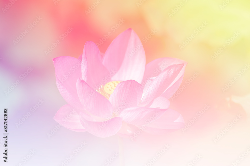 Pink lotus background image select focus