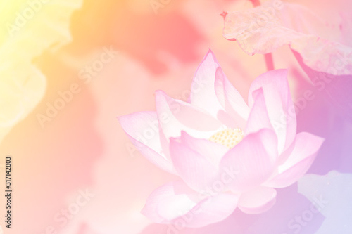 Pink lotus background image select focus