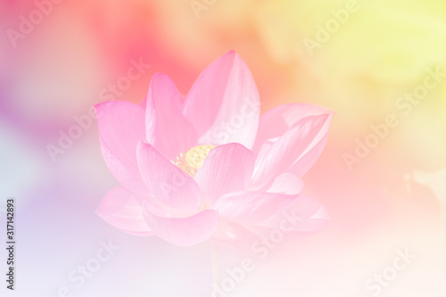 Pink lotus background image select focus © nuttapon
