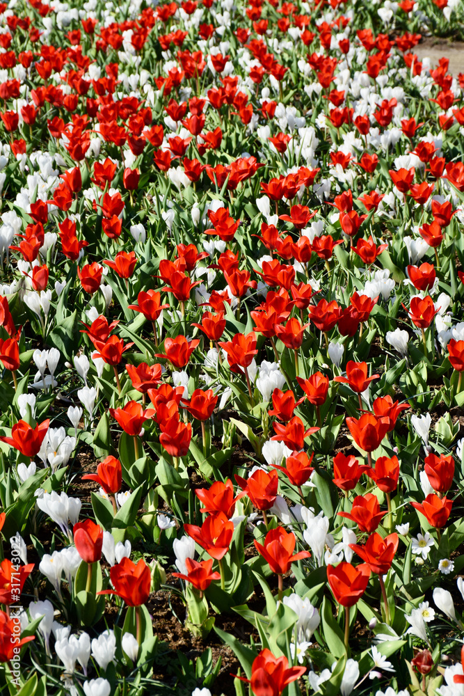 Closeup of tulips in the garden in Amsterdam, Holland, Netherlands