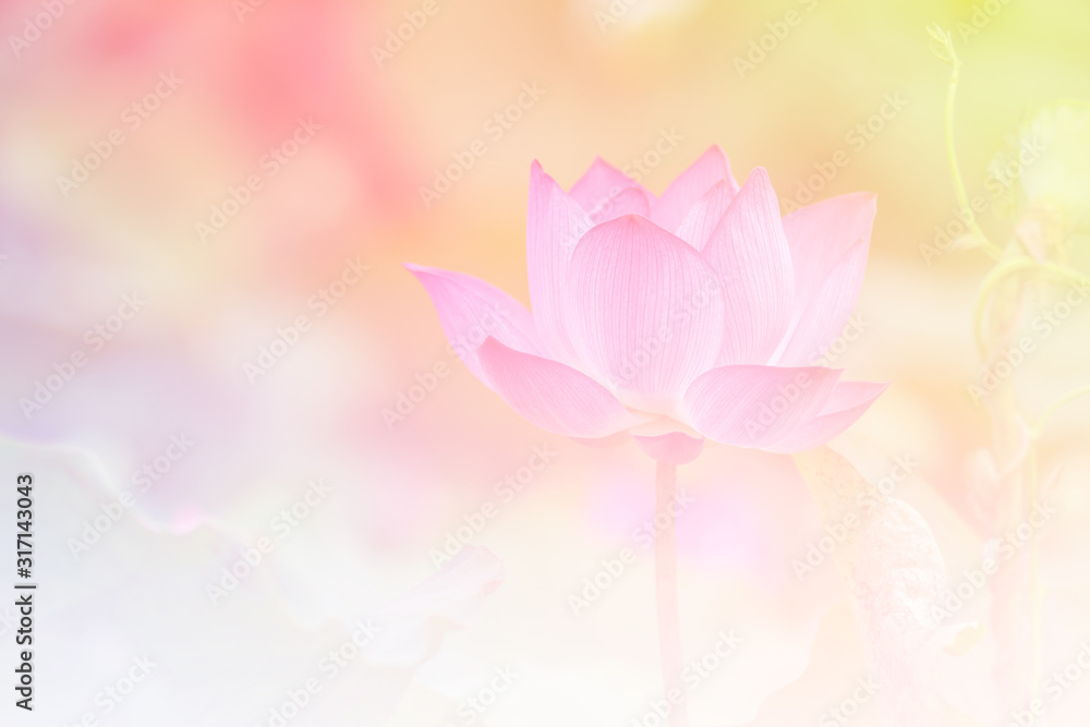 Pink lotus background image select focus