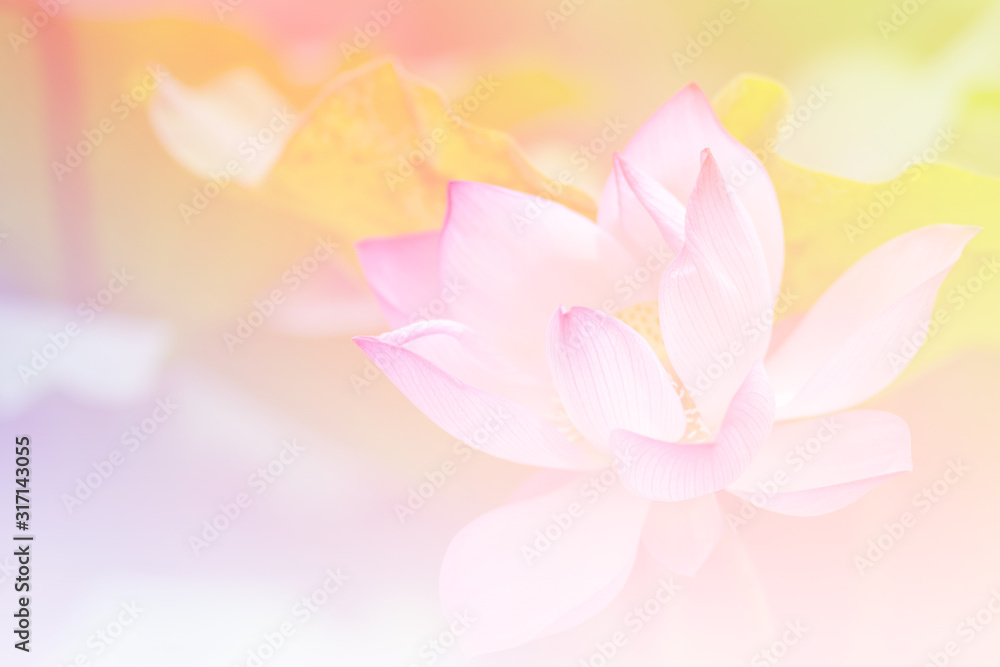 Fototapeta premium Pink lotus background image select focus