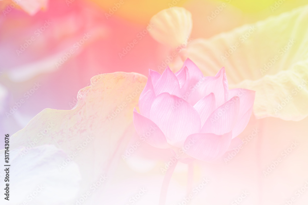 Pink lotus background image select focus