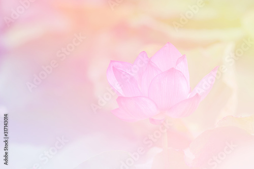 Pink lotus background image select focus