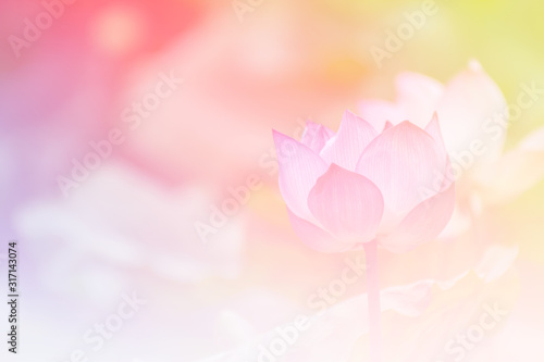 Pink lotus background image select focus