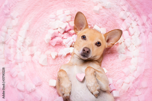 valentines wedding dog in love wit rose