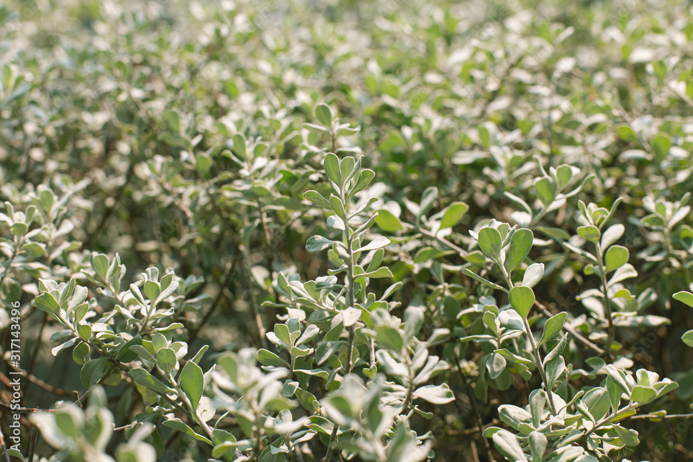 Barometer Bush leaves as natural background. Barometer Bush leaves as natural background.