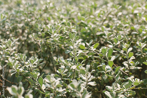 Wallpaper Mural Barometer Bush leaves as natural background. Torontodigital.ca