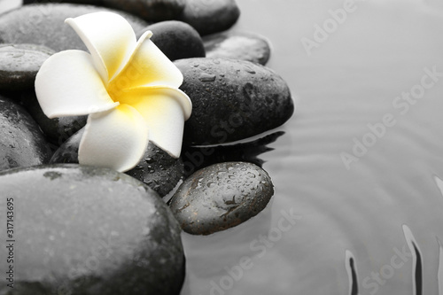 Beautiful plumeria flower on spa stones in water, space for text. Zen lifestyle