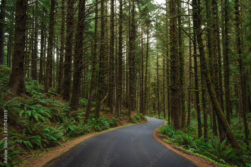 Obraz premium road in the forest