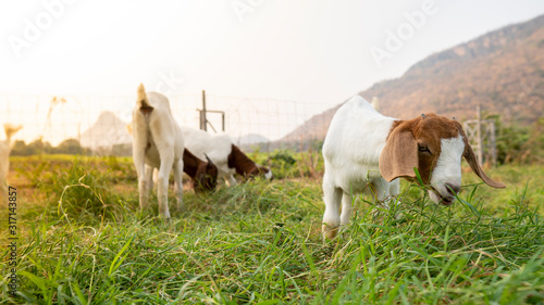 The baby goats on the farm are eating grass to grow into milk goats.