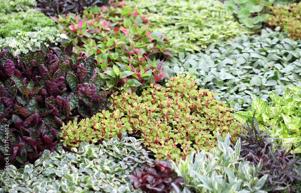 Decorative green plants and seedlings nursery garden Decorative green plants and seedlings nursery garden