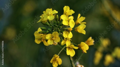 yellow and flowers