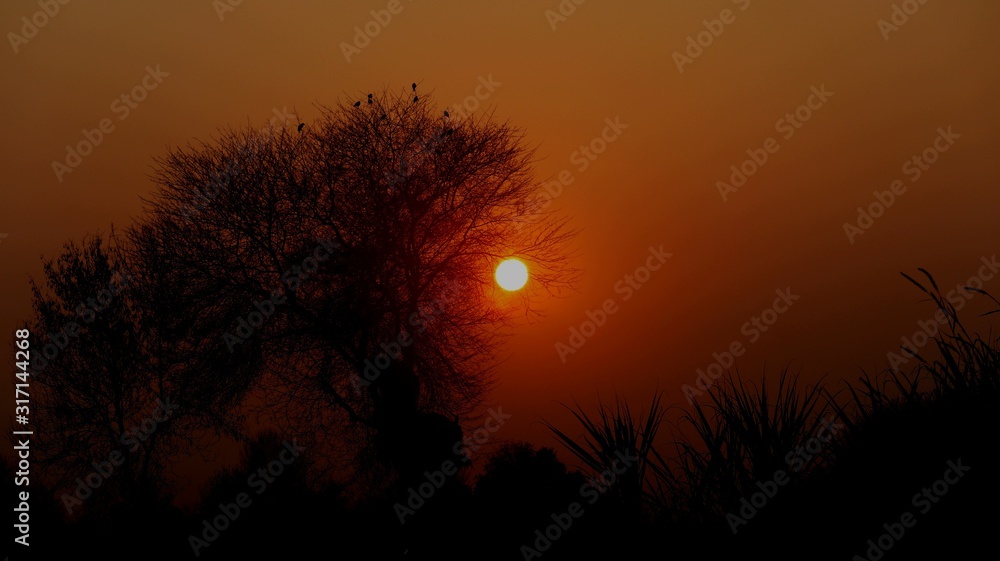 Fototapeta premium silhouette of a tree at sunset