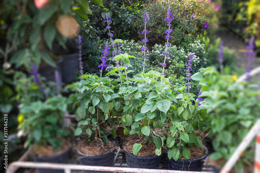 Market for sale plant in pots Market for sale plant in pots