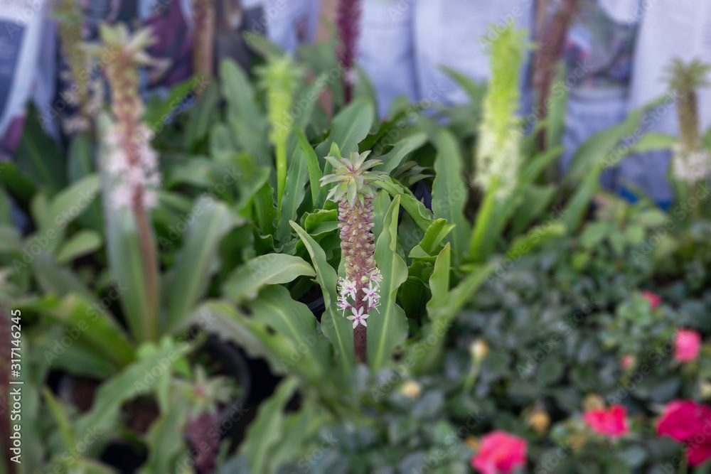 Market for sale plant in pots Market for sale plant in pots
