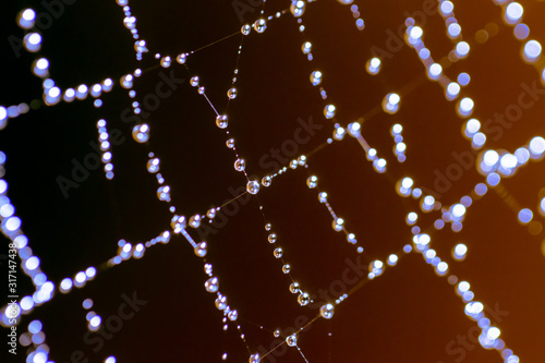 spider web with water drops