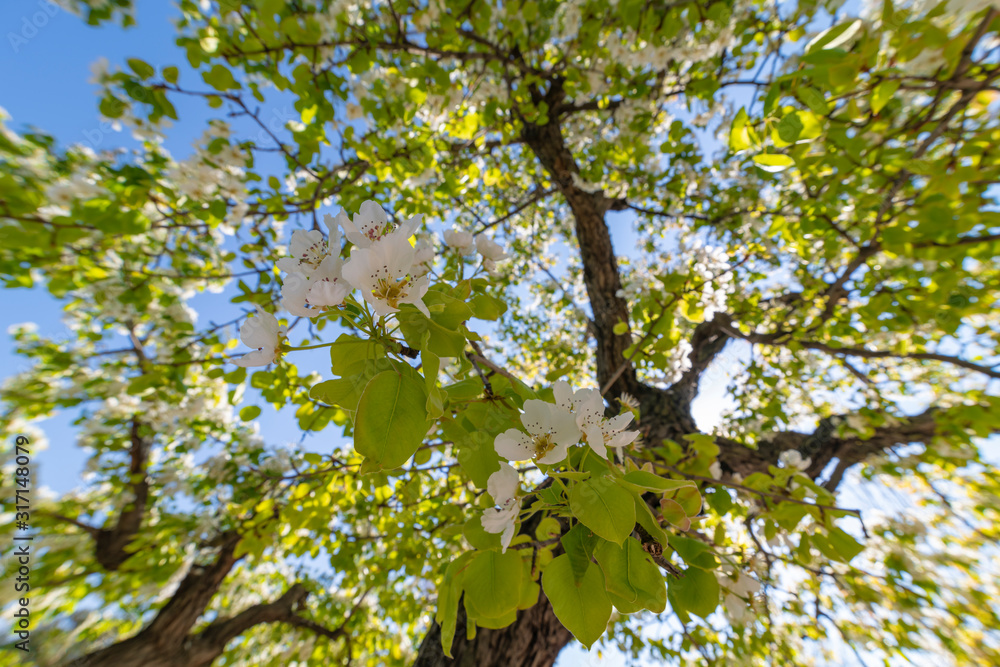 Fototapeta premium Apple blossom, a natural spectacle.