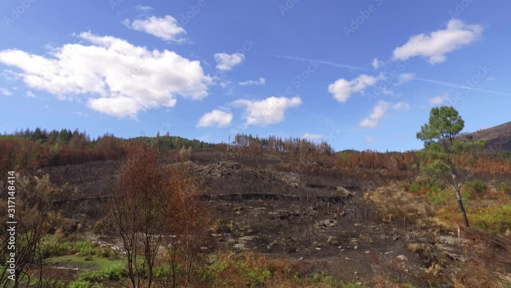 burnt pine tree forest deforestation fire disaster burnt pine tree forest deforestation fire disaster