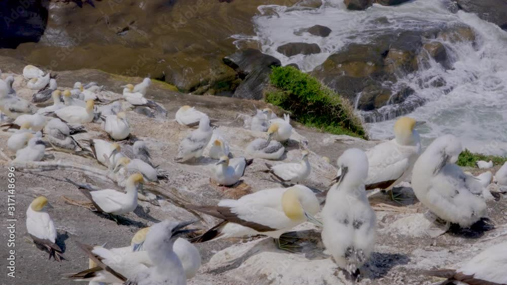 Gannets in Muriwai Gannet Colony, New Zealand Gannets in Muriwai Gannet Colony, New Zealand