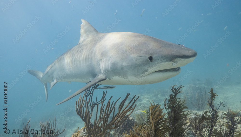 Fototapeta premium great white shark