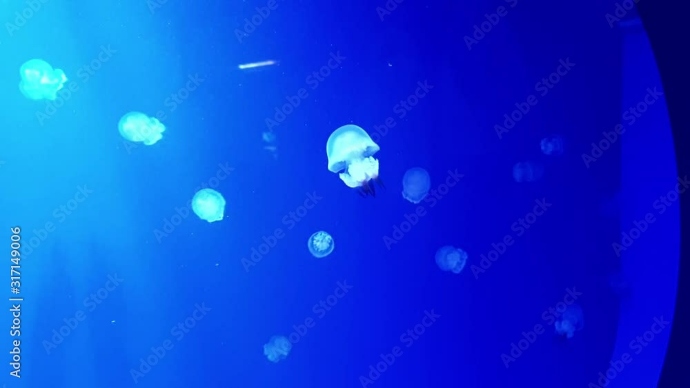 not large jellyfish in the aquarium not large jellyfish in the aquarium