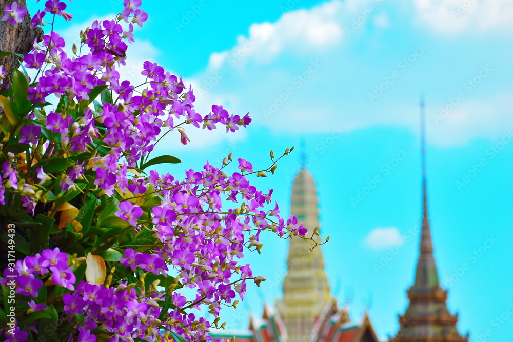 Purple flowers in Bangkok. beautiful Asia