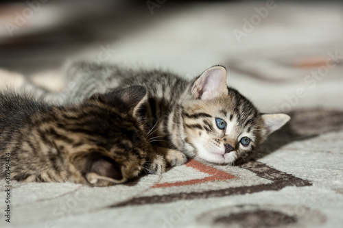 two one month old bengal kittens lying on carpet sleeping and having rest