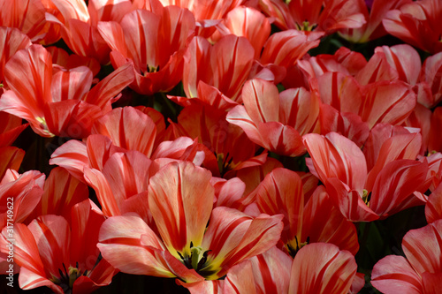 Closeup of tulips in the garden in Amsterdam  Holland  Netherlands