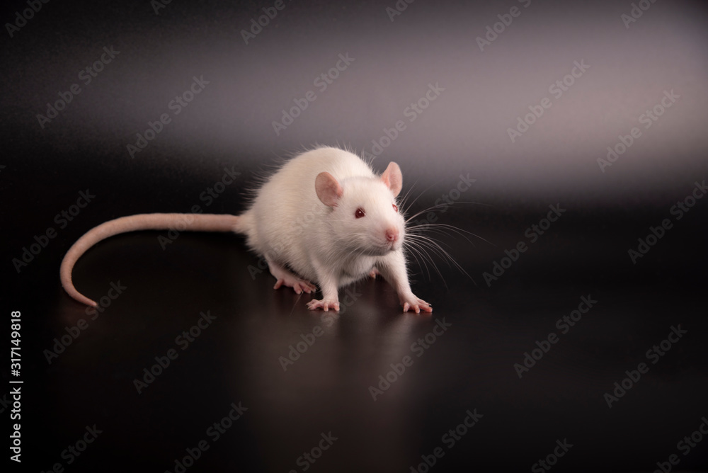 White furry rat White furry rat