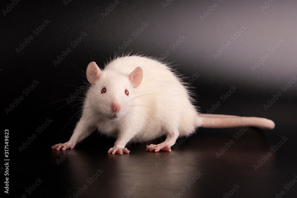 White furry rat White furry rat