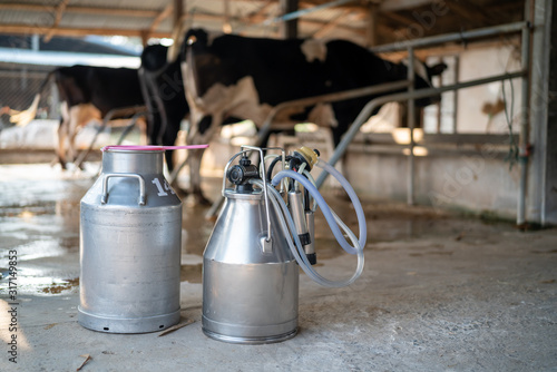 Dairy farming, worker is pouring fresh milk that got from milch cow pour down to the tank, It's the filtration contaminants process.