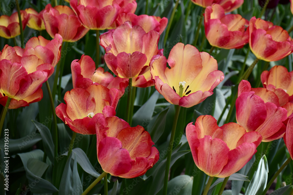 Closeup of tulips in the garden in Amsterdam, Holland, Netherlands Closeup of tulips in the garden in Amsterdam, Holland, Netherlands